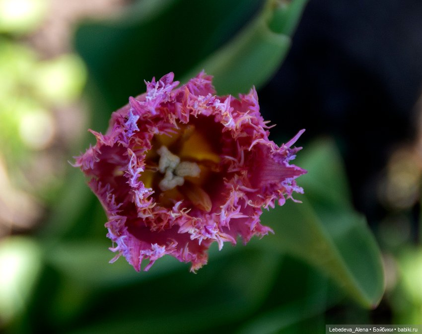 По традиции - цветы — Болталка и разговоры обо всем: жизнь (фото 7)