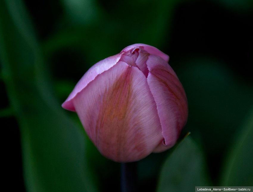 По традиции - цветы — Болталка и разговоры обо всем: жизнь (фото 6)