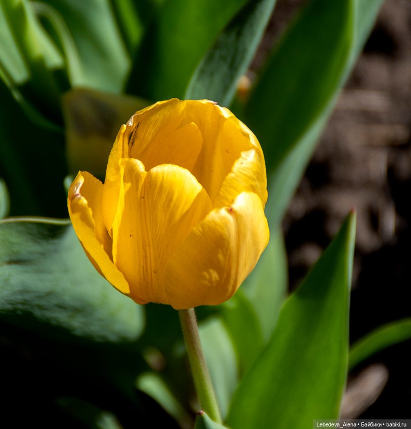 По традиции - цветы — Болталка и разговоры обо всем: жизнь (фото 9)