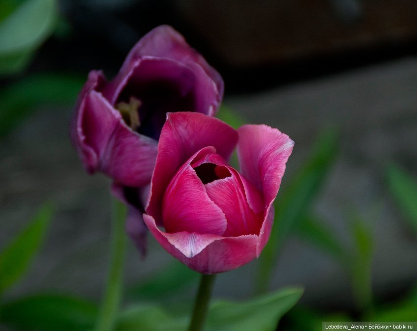 По традиции - цветы — Болталка и разговоры обо всем: жизнь