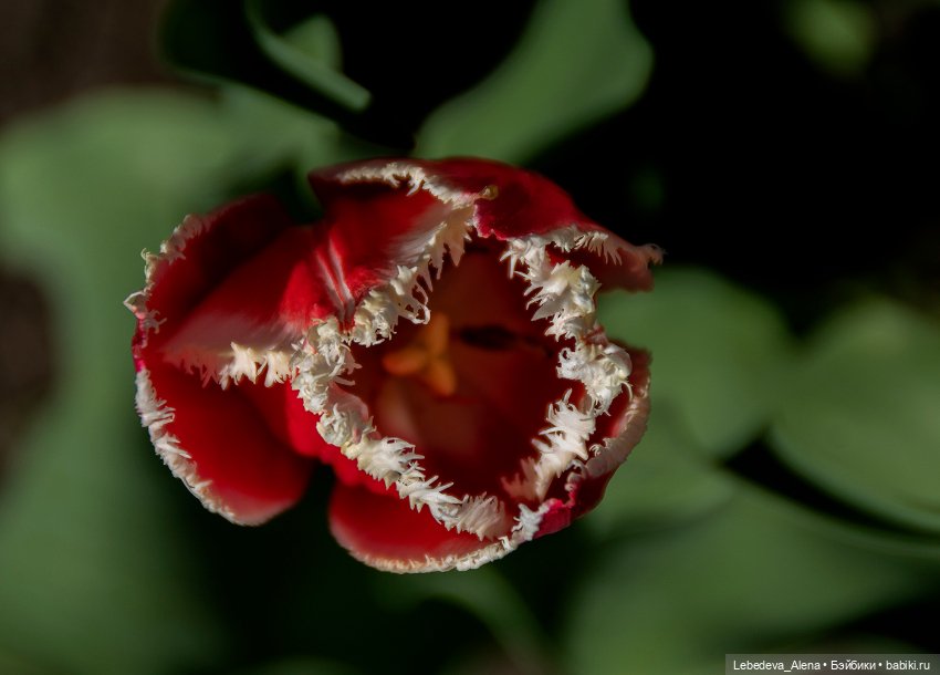 По традиции - цветы — Болталка и разговоры обо всем: жизнь (фото 8)