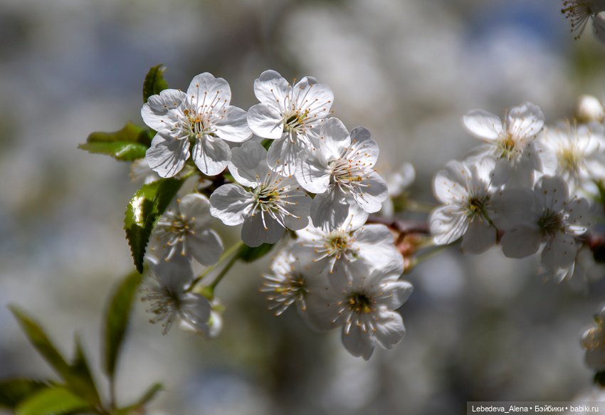 По традиции - цветы — Болталка и разговоры обо всем: жизнь (фото 4)