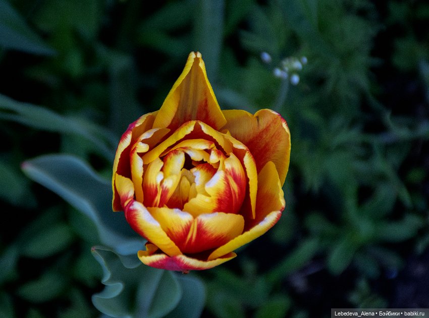 По традиции - цветы — Болталка и разговоры обо всем: жизнь