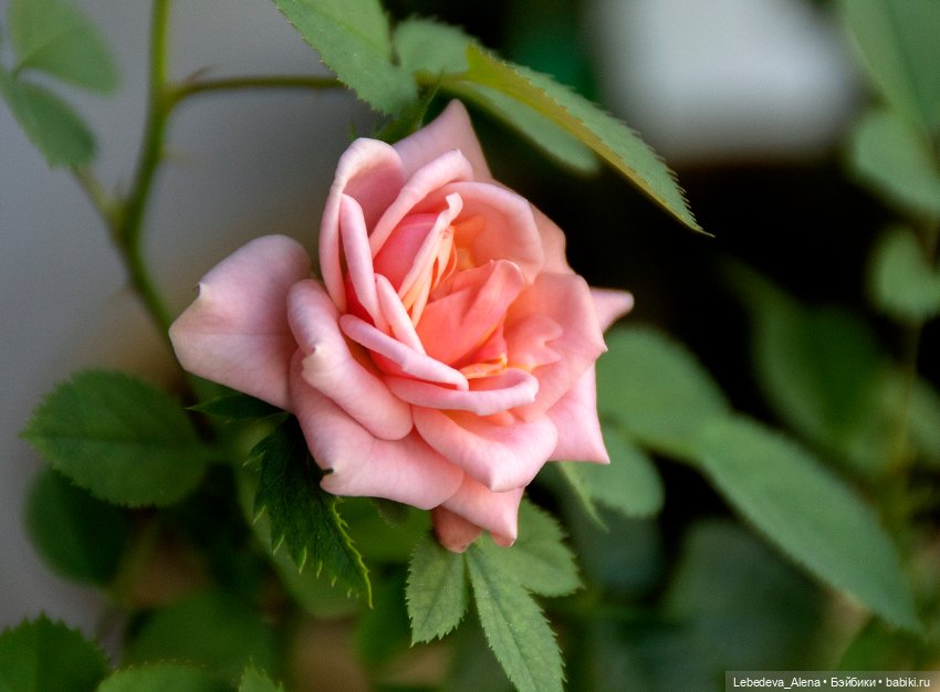 По традиции - цветы — Болталка и разговоры обо всем: жизнь (фото 2)