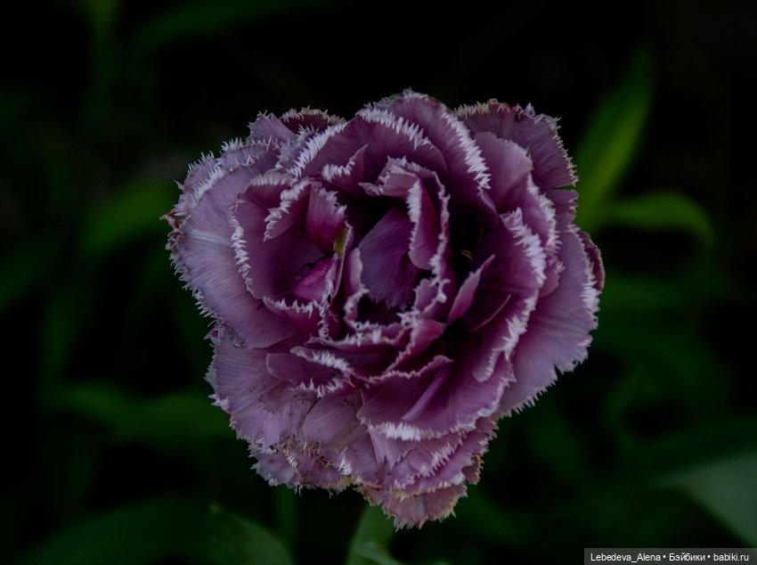 По традиции - цветы — Болталка и разговоры обо всем: жизнь