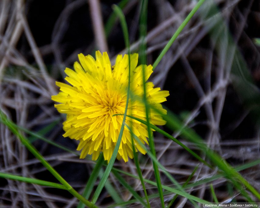 По традиции - цветы — Болталка и разговоры обо всем: жизнь (фото 3)