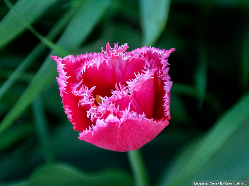 По традиции - цветы — Болталка и разговоры обо всем: жизнь (фото 5)