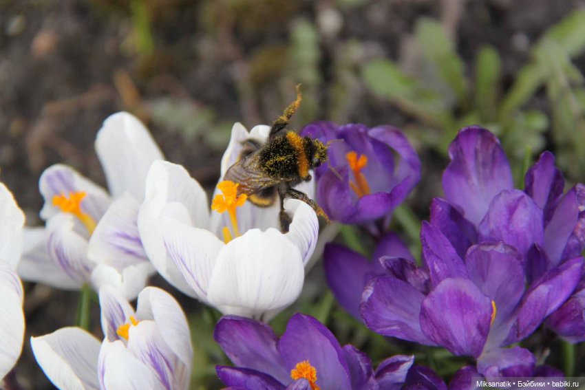 А у нас во дворе — Куклы Fairyland (ФэйриЛэнд): BJD (БЖД) (фото 5)