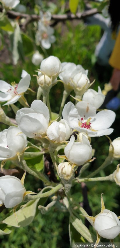 Весенние запахи — Испанские куклы (разное): Vestida de Azul (фото 6)