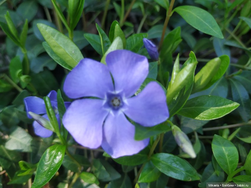 Под майским солнцем — Фотоистории с куклами BJD (БЖД): сериалы (фото 4)