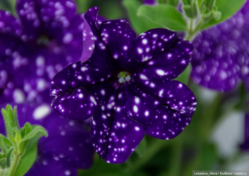 Цветочное настроение, часть 2