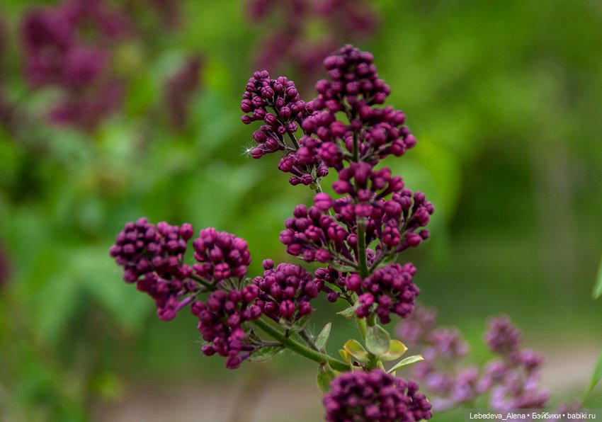 Цветочное настроение, часть 2 (фото 2)