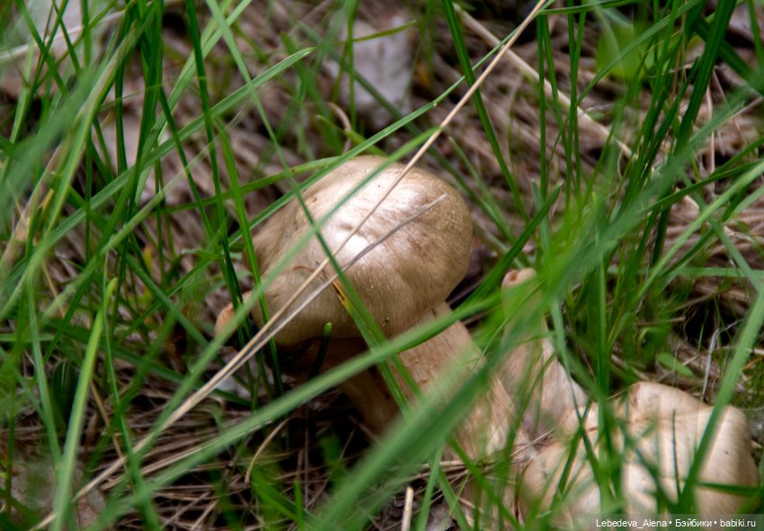 Цветочное настроение, часть 2 (фото 5)