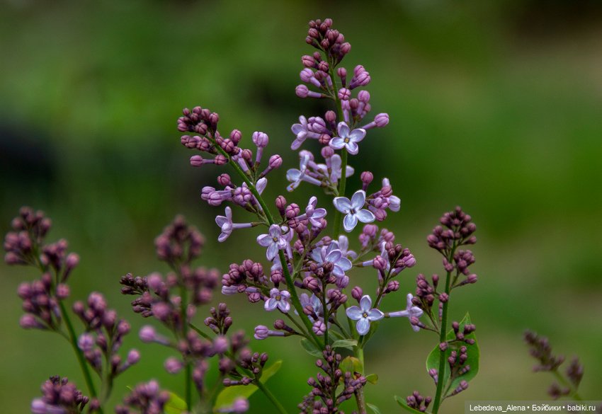 Цветочное настроение, часть 2 (фото 3)