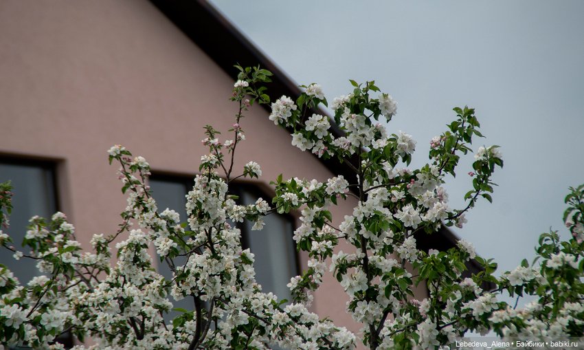 Цветочное настроение, часть 2 (фото 7)