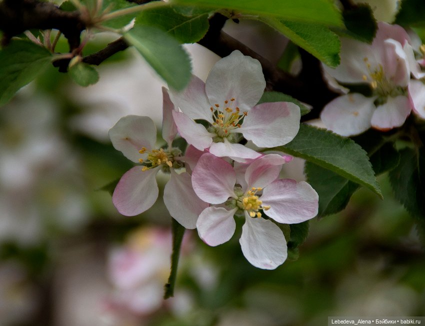 Цветочное настроение, часть 2 (фото 6)