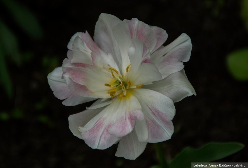 Цветочное настроение, часть 2 (фото 4)