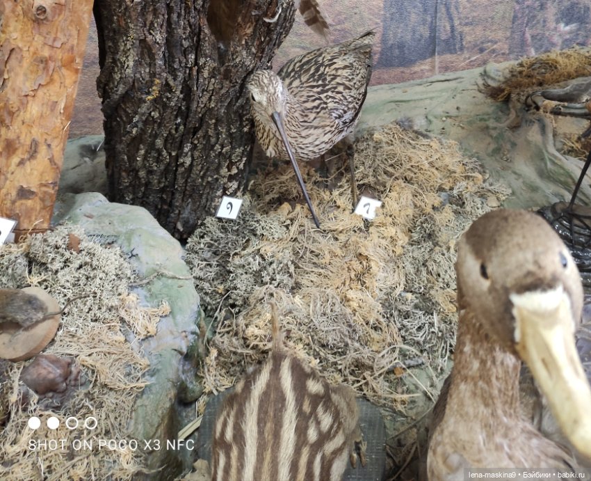 Музей - Гуся, в Городе Гусь Хрустальный