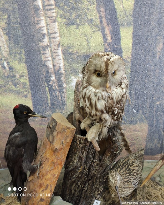 Музей - Гуся, в Городе Гусь Хрустальный