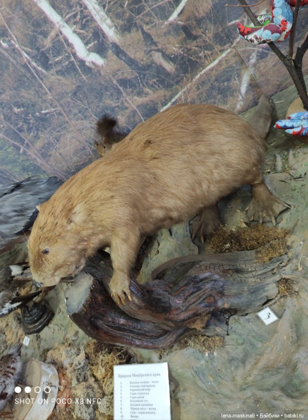 Музей - Гуся, в Городе Гусь Хрустальный (фото 10)