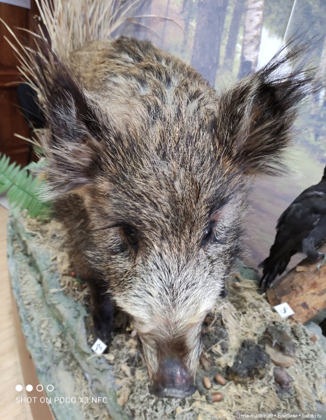 Музей - Гуся, в Городе Гусь Хрустальный