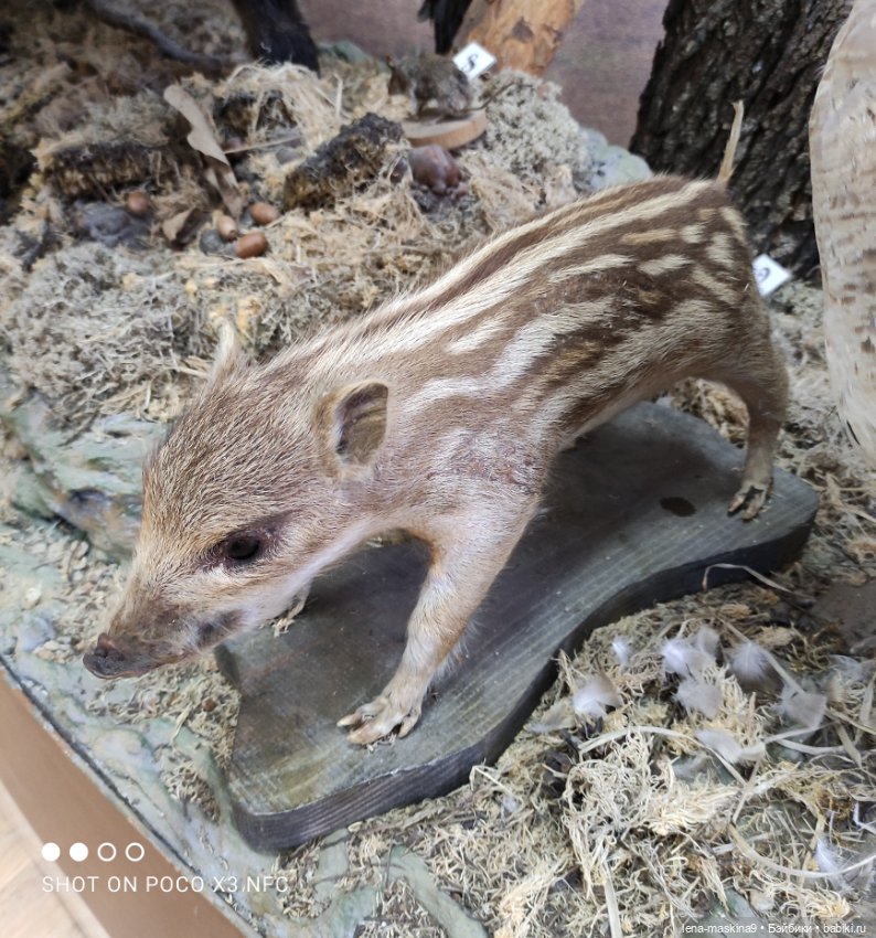 Музей - Гуся, в Городе Гусь Хрустальный