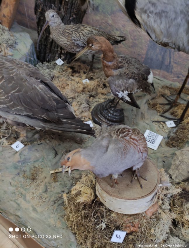 Музей - Гуся, в Городе Гусь Хрустальный