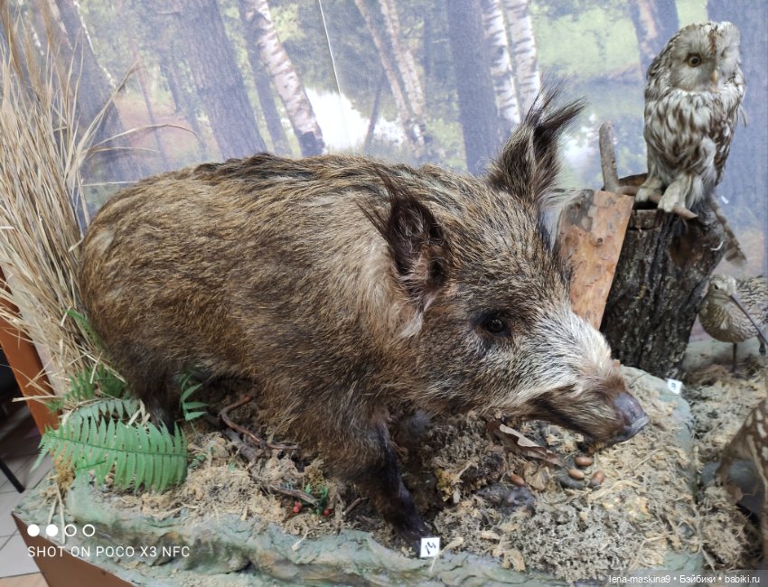 Музей - Гуся, в Городе Гусь Хрустальный
