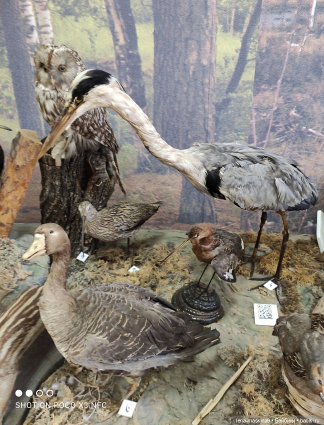 Музей - Гуся, в Городе Гусь Хрустальный