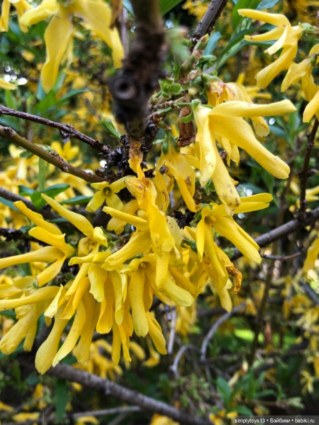 Мишка приглашает на прогулку