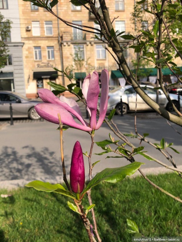 Мишка приглашает на прогулку