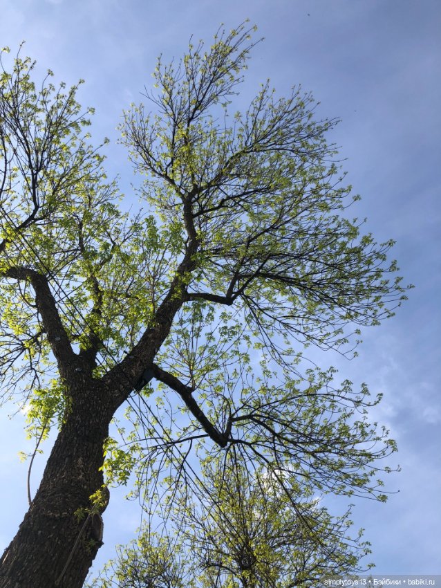 Мишка приглашает на прогулку