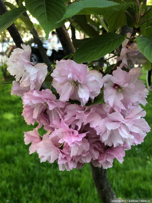 Мишка приглашает на прогулку