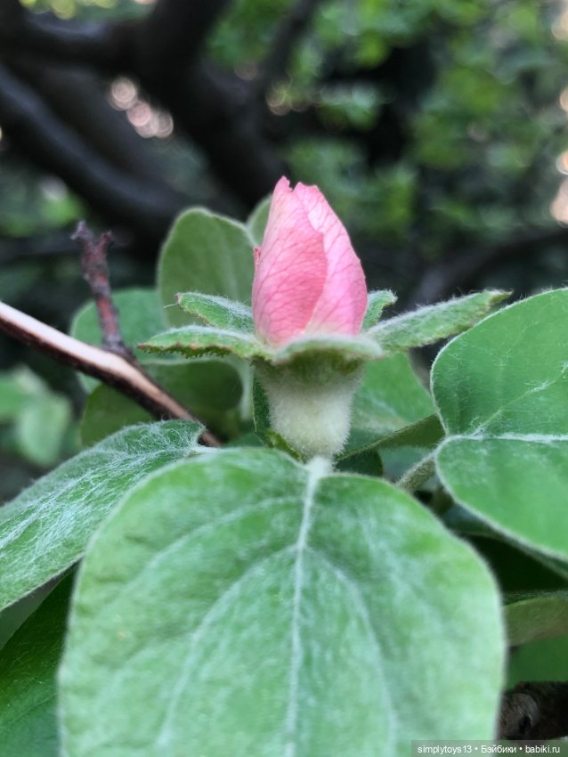 Мишка приглашает на прогулку