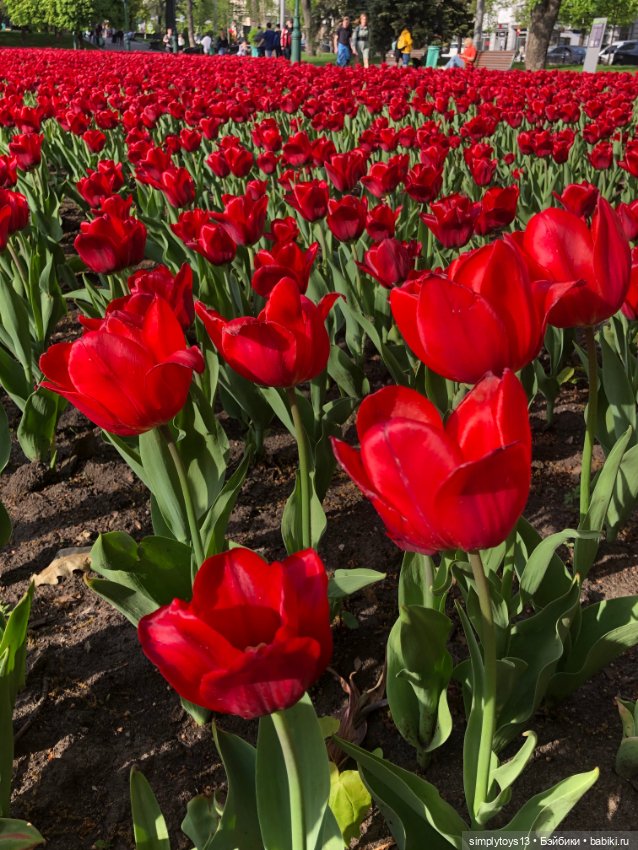 Мишка приглашает на прогулку