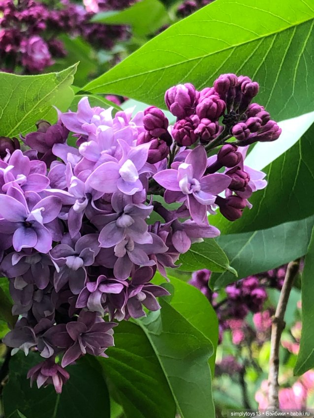 Мишка приглашает на прогулку