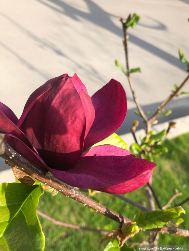 Мишка приглашает на прогулку