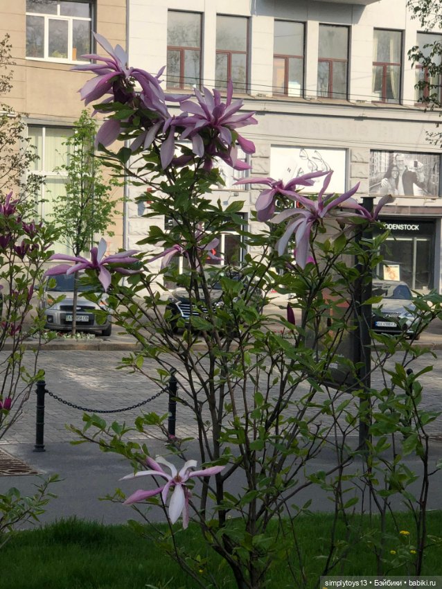 Мишка приглашает на прогулку