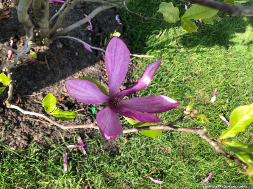 Мишка приглашает на прогулку