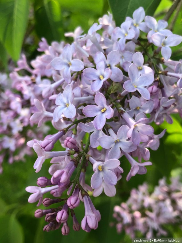 Мишка приглашает на прогулку