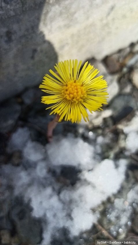 Весна в Заполярье. Тигрик Тишка. Символ 2022 (фото 8)