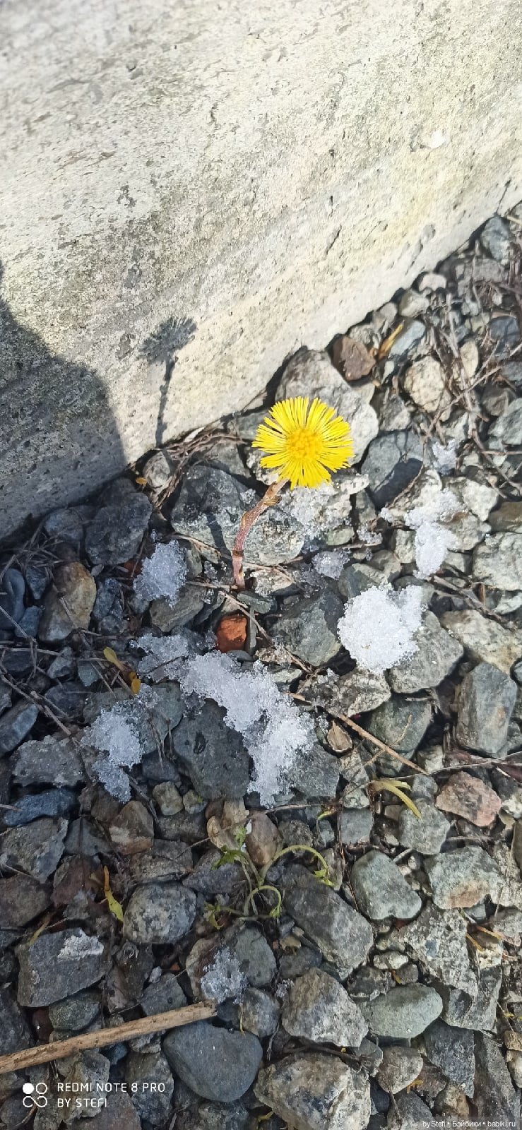 Весна в Заполярье. Тигрик Тишка. Символ 2022 (фото 10)