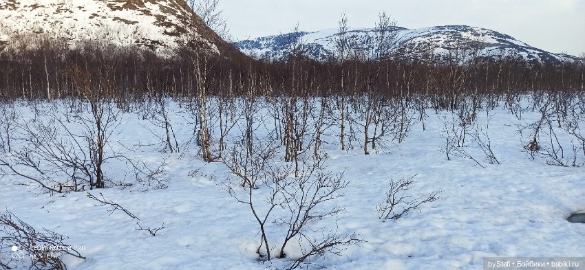 Немножко природы покажу. 19 мая. Заполярье