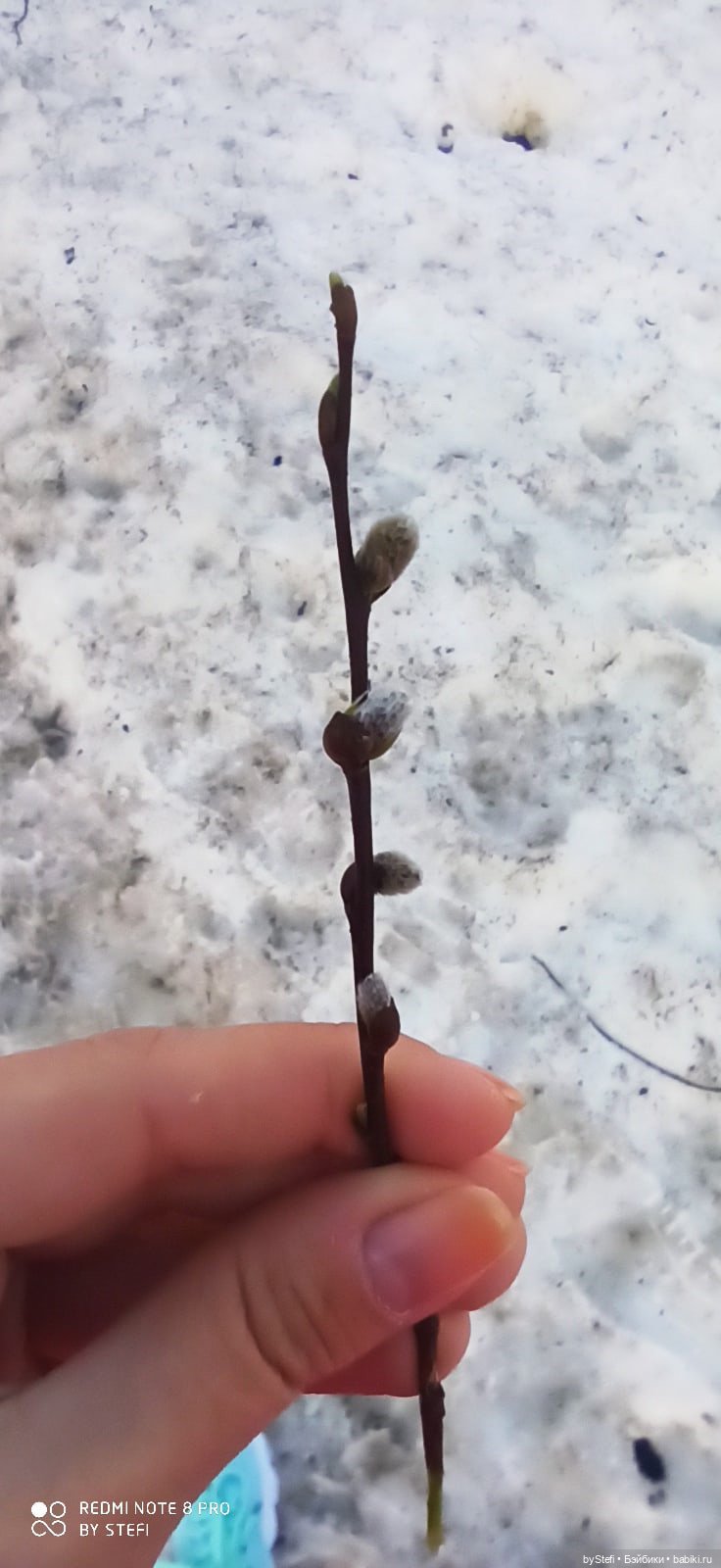 Немножко природы покажу. 19 мая. Заполярье