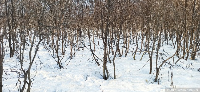 Немножко природы покажу. 19 мая. Заполярье