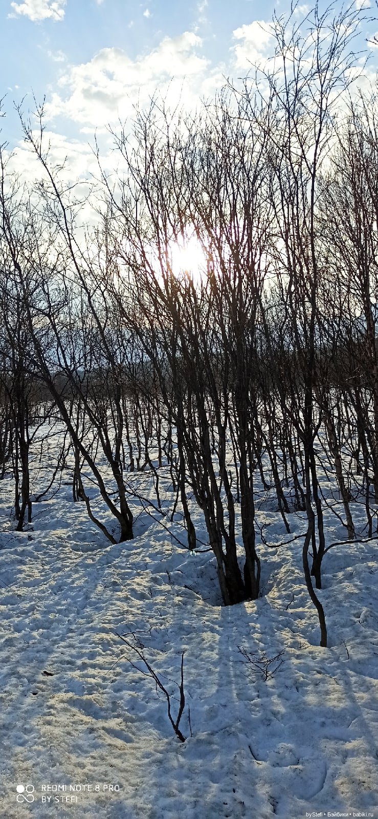 Немножко природы покажу. 19 мая. Заполярье