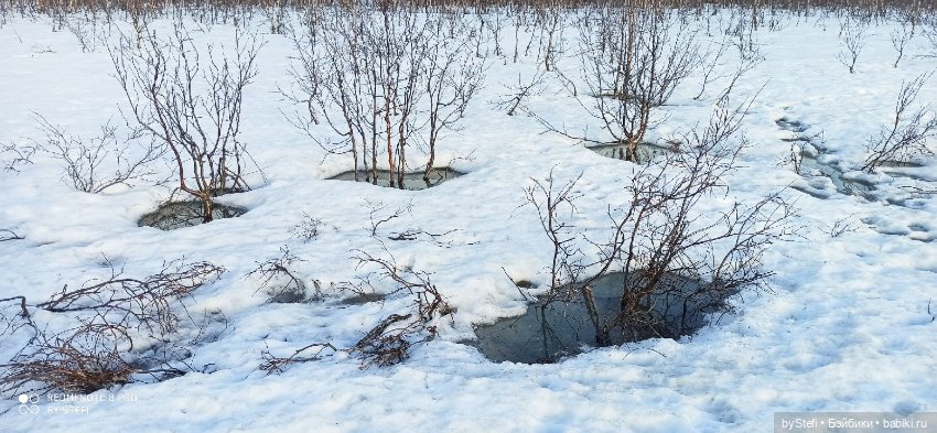 Немножко природы покажу. 19 мая. Заполярье (фото 4)