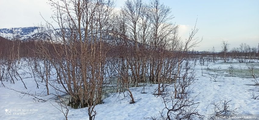 Немножко природы покажу. 19 мая. Заполярье