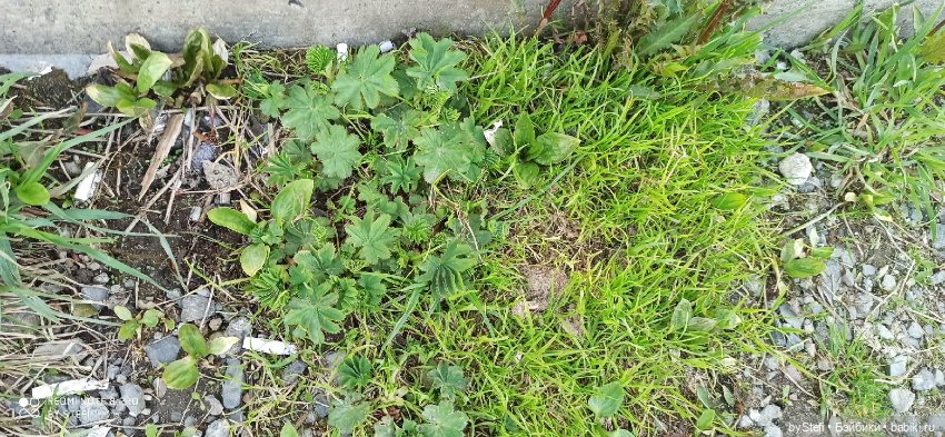 Немножко природы покажу. 19 мая. Заполярье