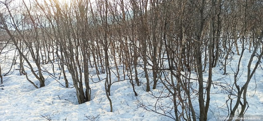 Немножко природы покажу. 19 мая. Заполярье